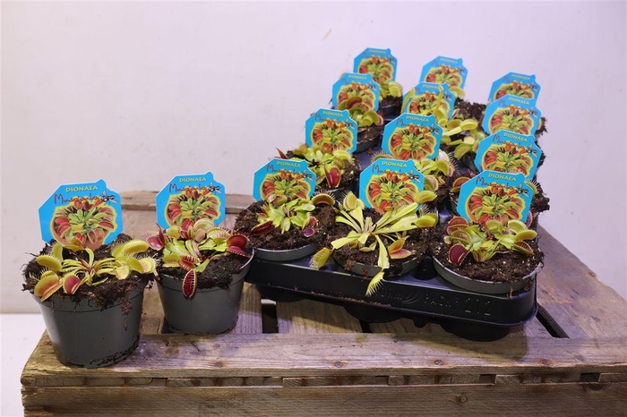 <h4>Dionaea Muscipula</h4>