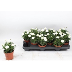 ARG DOUBLE WHITE