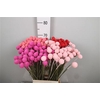 Cras Klb Hot Pink