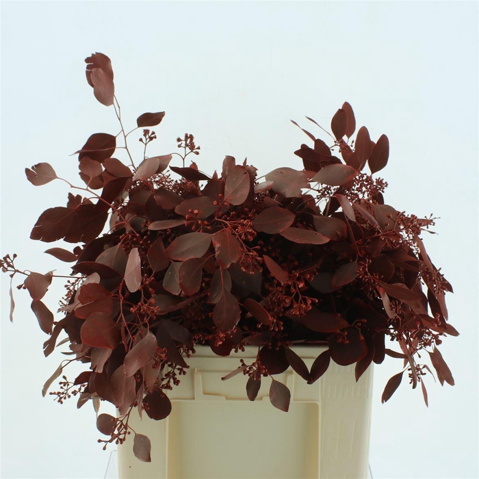 <h4>Euca Klb Populus Bes Red 300gr</h4>