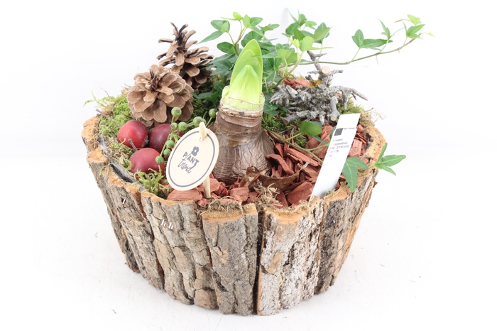 <h4>arr4 Amaryllis PL - Boomschors schaal rond</h4>