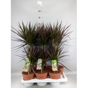 Dracaena marg. 'Magenta'