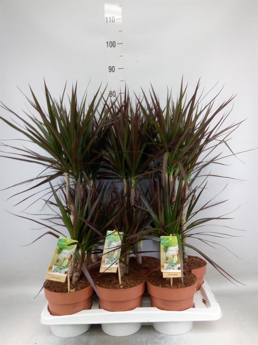 <h4>Dracaena marg. 'Magenta'</h4>