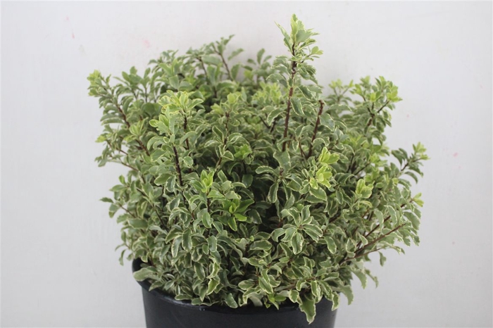 <h4>Pitto Nigra 150gr P Bunch</h4>