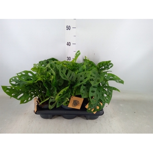 Monstera obliqua 'Monkey Mask'