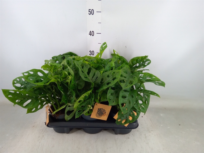 <h4>Monstera obliqua 'Monkey Mask'</h4>