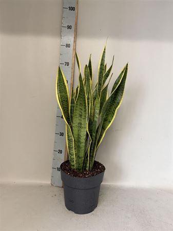 <h4>Sansev Laurentii</h4>