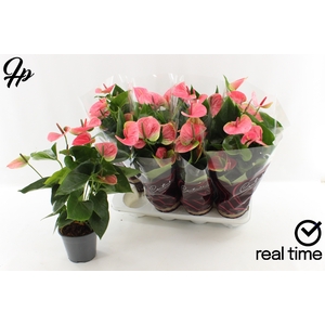 ANTHU AN SWEET DREAM