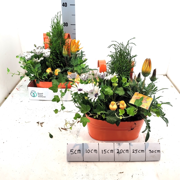 <h4>ARR TUINPLANTEN</h4>