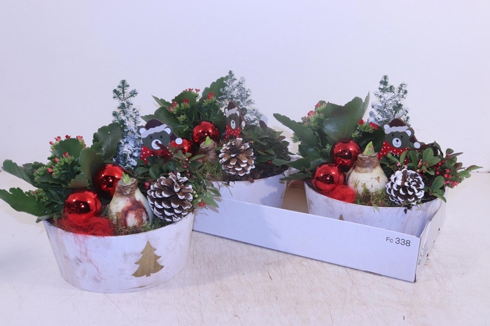 <h4>ARR HIPPEASTRUM</h4>