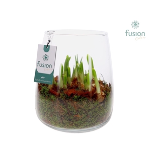 Glas Alzada groot met Narcissus