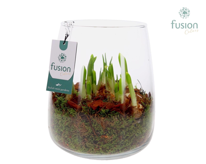 <h4>Glas Alzada groot met Narcissus</h4>