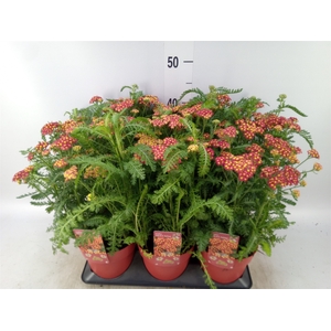 Achillea millef.