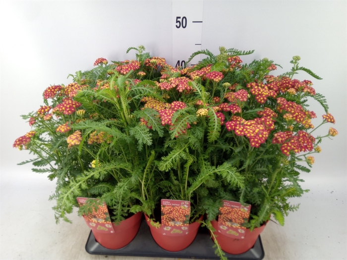 <h4>Achillea millef.</h4>
