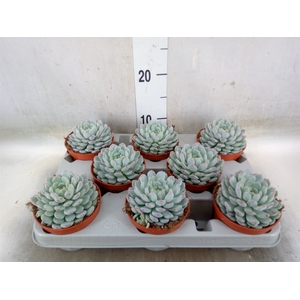 Echeveria cuspidata