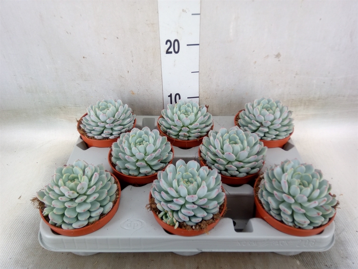 <h4>Echeveria cuspidata</h4>