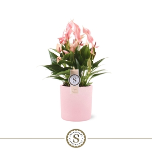 Bari keramiek 14cm Lilli