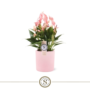 Bari keramiek 14cm Lilli