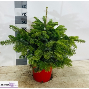 ABIES NORDMANNIANA