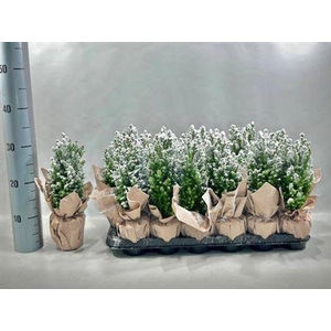 Cham L Ellwoodii Snow+ Potcover