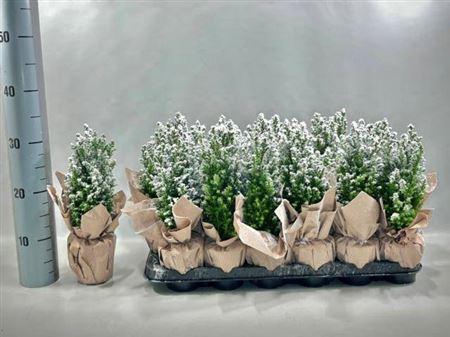 <h4>Cham L Ellwoodii Snow+ Potcover</h4>