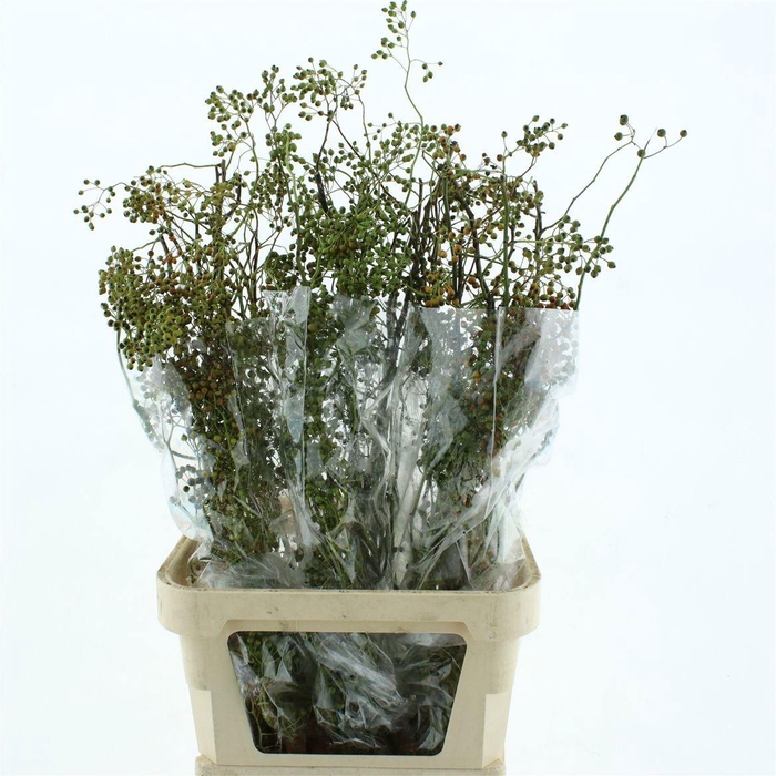 <h4>ROSA CORALLO</h4>