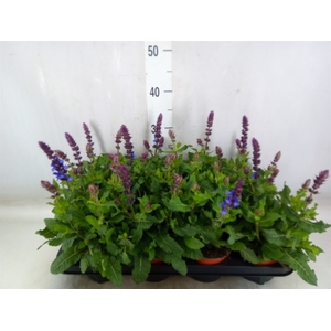 Salvia sylvestris 'Rose Marvel'