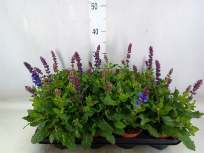 <h4>Salvia sylvestris 'Rose Marvel'</h4>