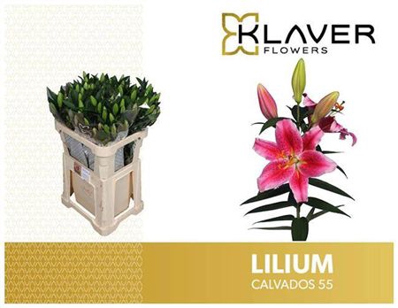 <h4>Li Or Calvados</h4>