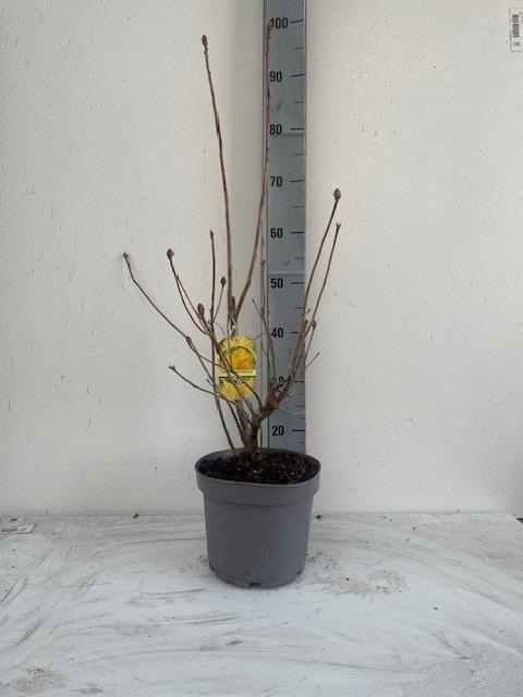 <h4>RHOD MO KLONDYKE</h4>