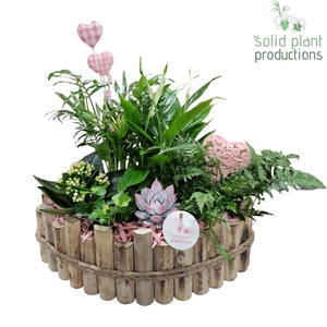 HVSCE006 Napoli Large Pink