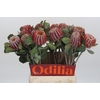 Banksia Coccinea