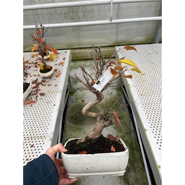 <h4>Malus domestica 21cm.</h4>