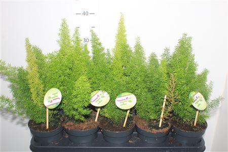 <h4>Aspar D Myers</h4>