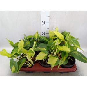 Philodendron scand. 'Brasil'