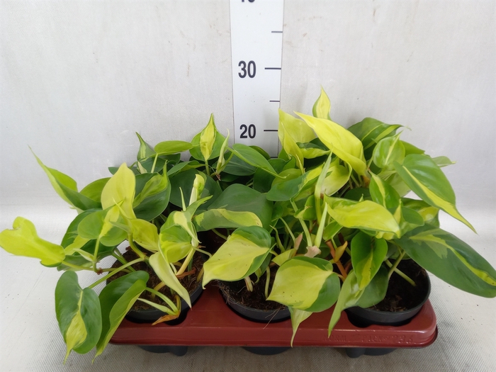 <h4>Philodendron scand. 'Brasil'</h4>