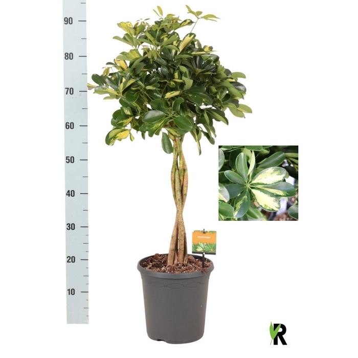 <h4>SCHEF AR GOLD CAPELL</h4>