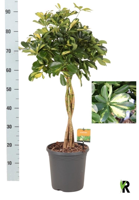 <h4>SCHEF AR GOLD CAPELL</h4>