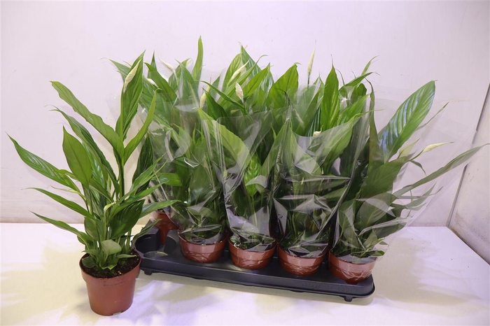 <h4>arr8 Spath Alana</h4>