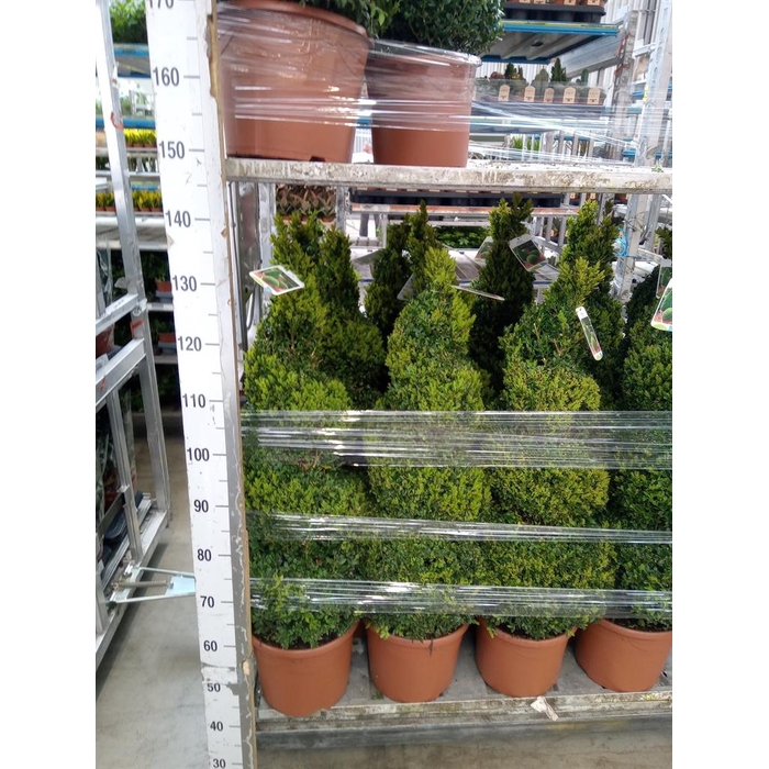 <h4>Buxus semp.   ...</h4>