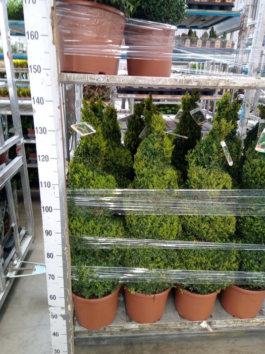 <h4>Buxus semp.   ...</h4>