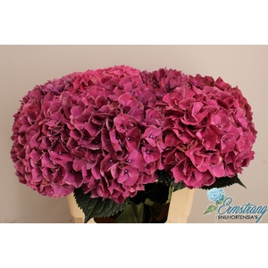 HYDR M MAG PINK RUBY