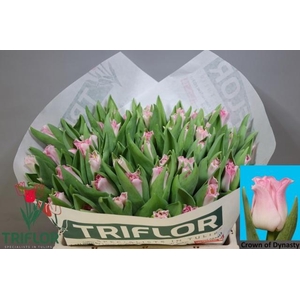 TU CO CROWN  DYNASTY