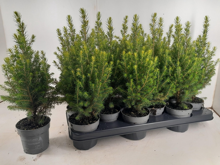 <h4>PICEA GL MAGNIFIQUE</h4>