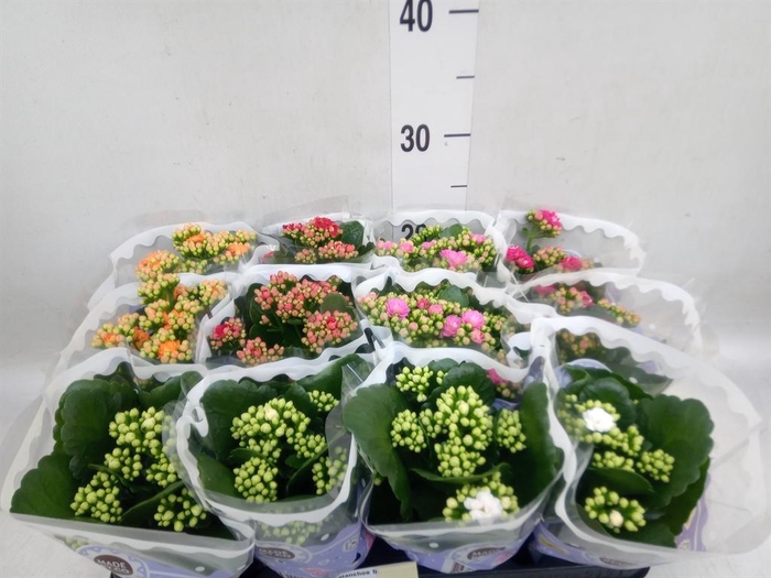 <h4>Kalanchoe blos.   ..rosebud mix  5</h4>