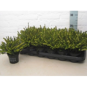 Erica dar. Ghost Hills