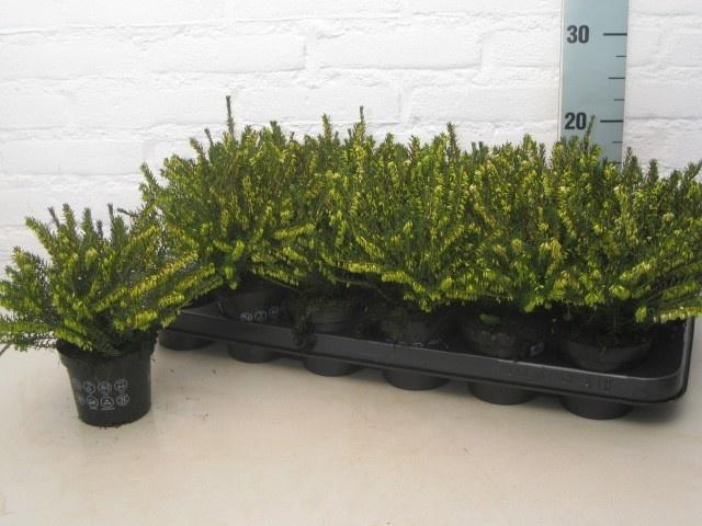 <h4>Erica dar. Ghost Hills</h4>