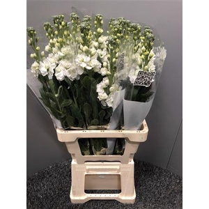 Matth Iron White