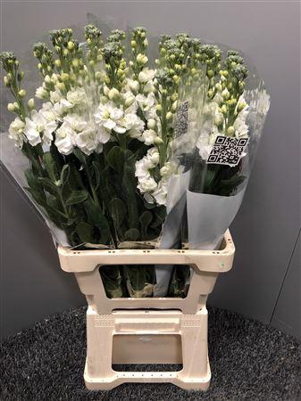 <h4>Matth Iron White</h4>