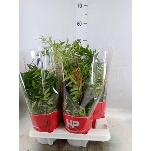 Aeschynanthus  'Japhrolepis'
